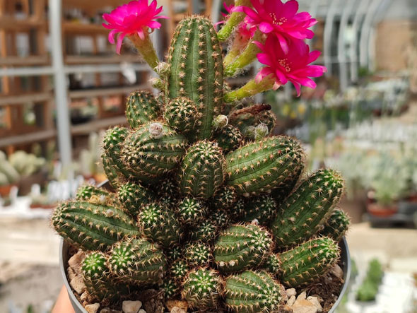 Chamaelobivia hybrid